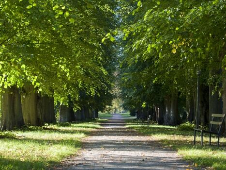 Wundervolle Alleen wurden auf Rügen erhalten.