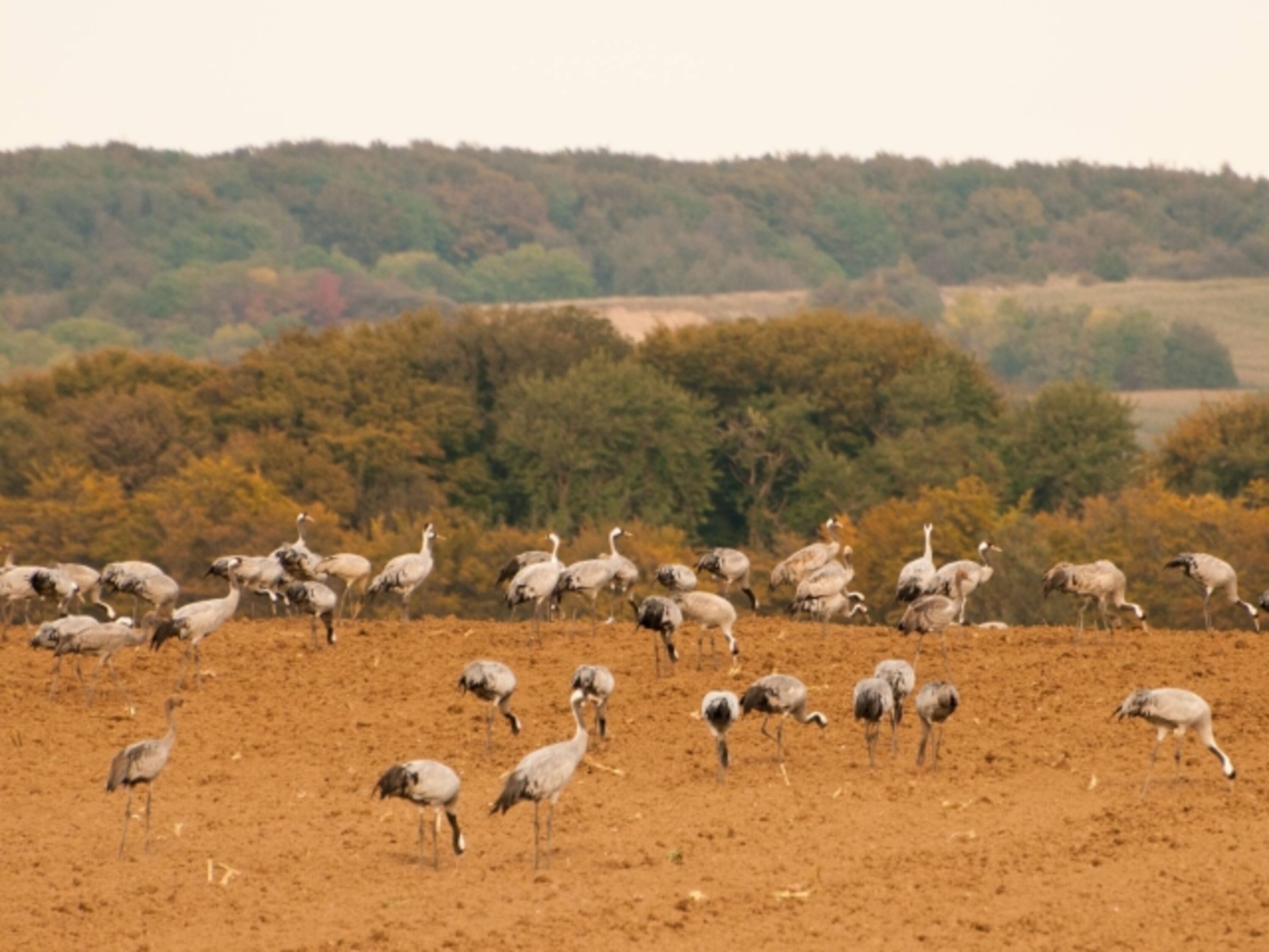 Der Kranichzug im Herbst.