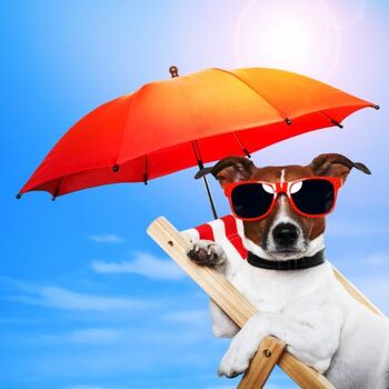 Hund im Urlaub.......