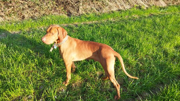 Aktueller Fitness Coach "Attila"