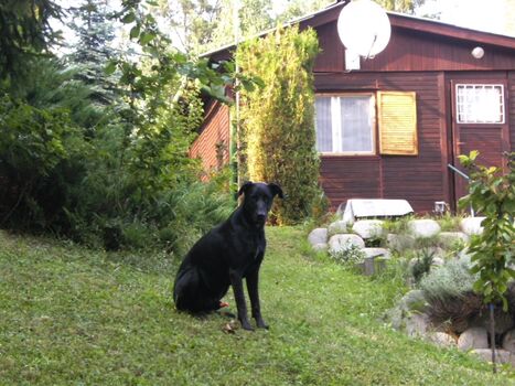 Unser lieber "Csoki"  († 2023)