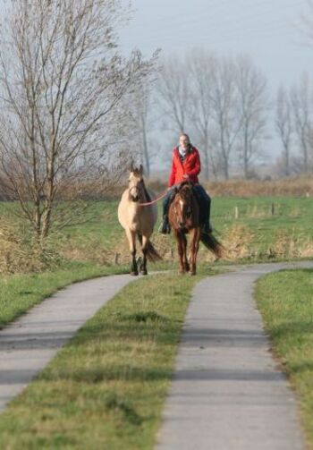 Ausritt mit Handpferd