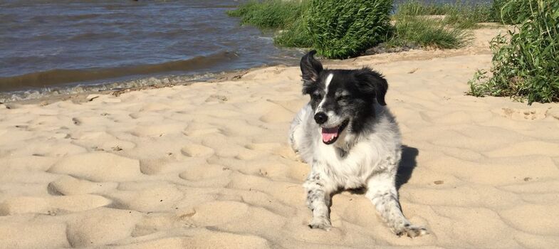 Hundeurlaub in Norddeutschland