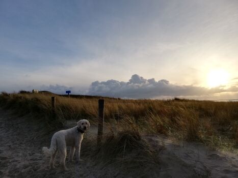 Hunde am Strand erlaubt