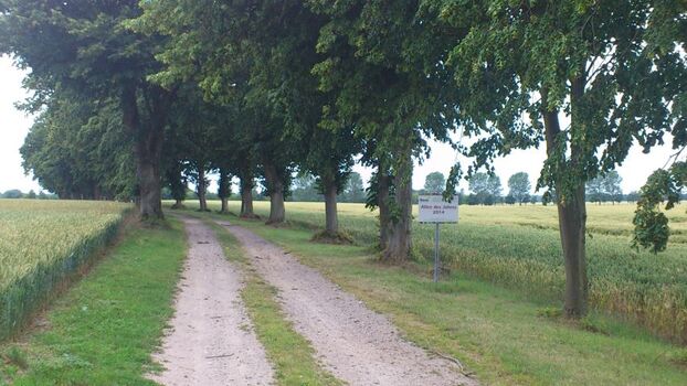 Allee unweit des Ferienhauses 