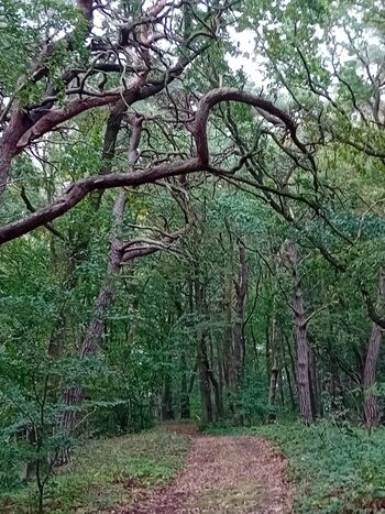 Waldweg gleich neben Ferienhaus
