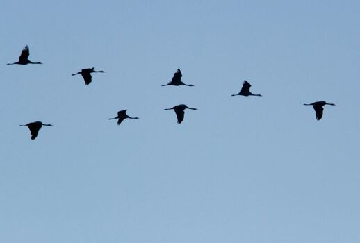 Kraniche über dem Grundstück 
