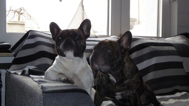 ... auch unsere Bullys fühlen sich hier wohl!