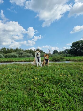Hunde herzlich willkommen