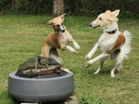 Tanz um die Feuerstelle