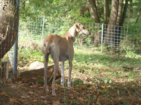 Die ehemalige Pferdeweide, Zaunhöhe bis 1,80 m