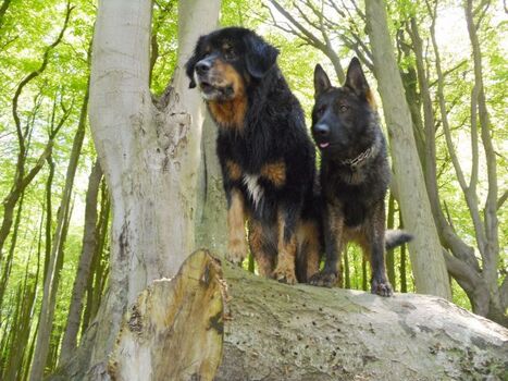 Gespensterwald Nienhagen