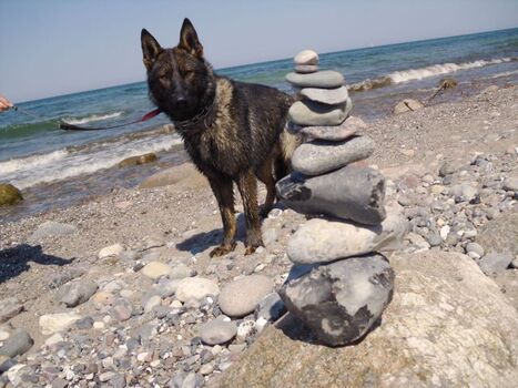 Hundestrand in der Nähe