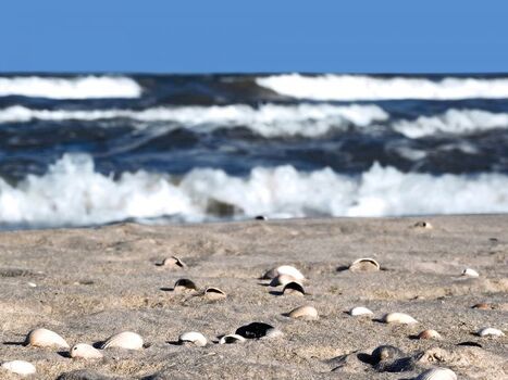 Ein Muschelparadies am Strand