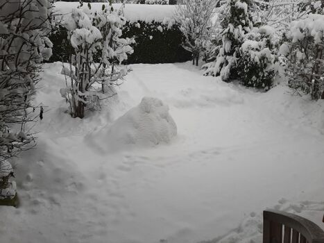 Garten im Schnee - Anfang Dezember 2023