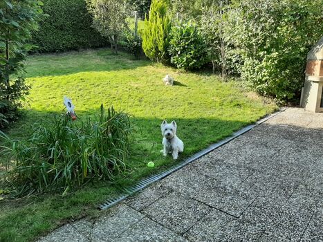 Zaun rechts ca. 150 cm. Garten mit Sonne und Schatten
