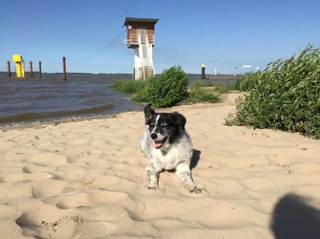 Direkt am Hunde- und Badestrand