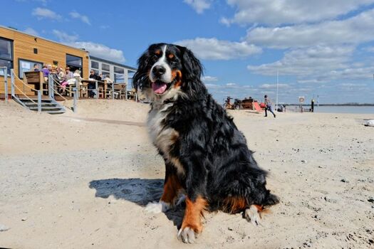 Optimal für Hunde - direkt am Hundestrand