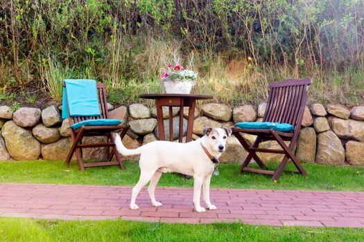 unser Hausbesitzer-Hund "Leolinchen"