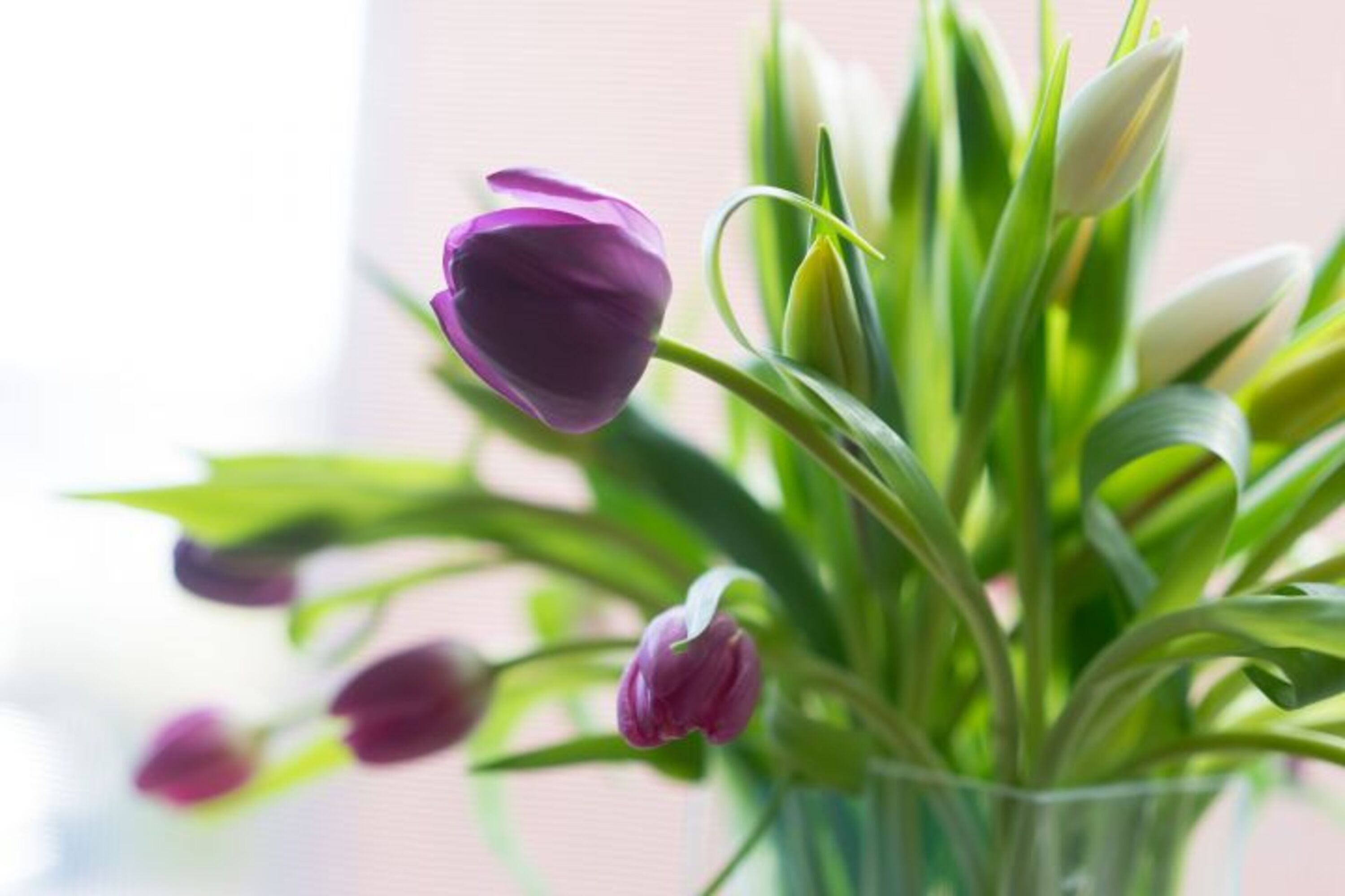 Frühlingsblumen 