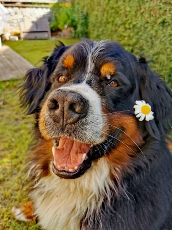 Hunde sind bei uns herzlich willkommen