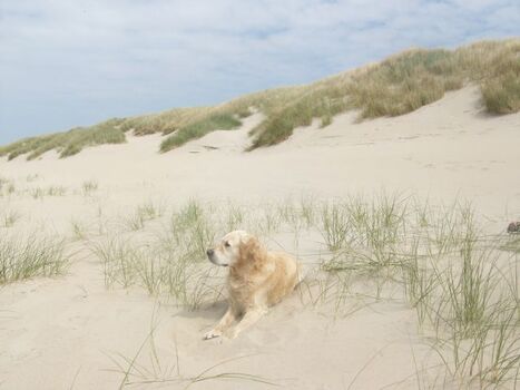 Der Strand von Renesse