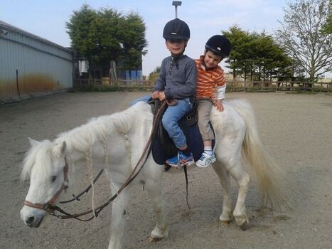 Ponnyreiten in Dreichor