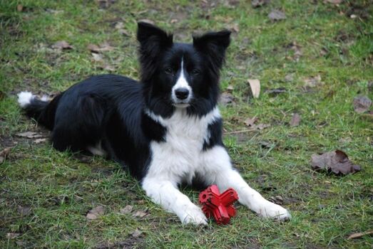 Hunde fühlen sich hie Pudelwohl 