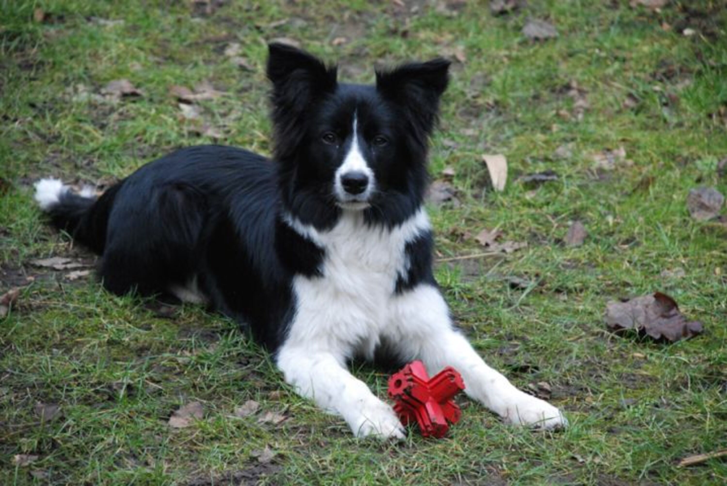 Hunde fühlen sich hie Pudelwohl 