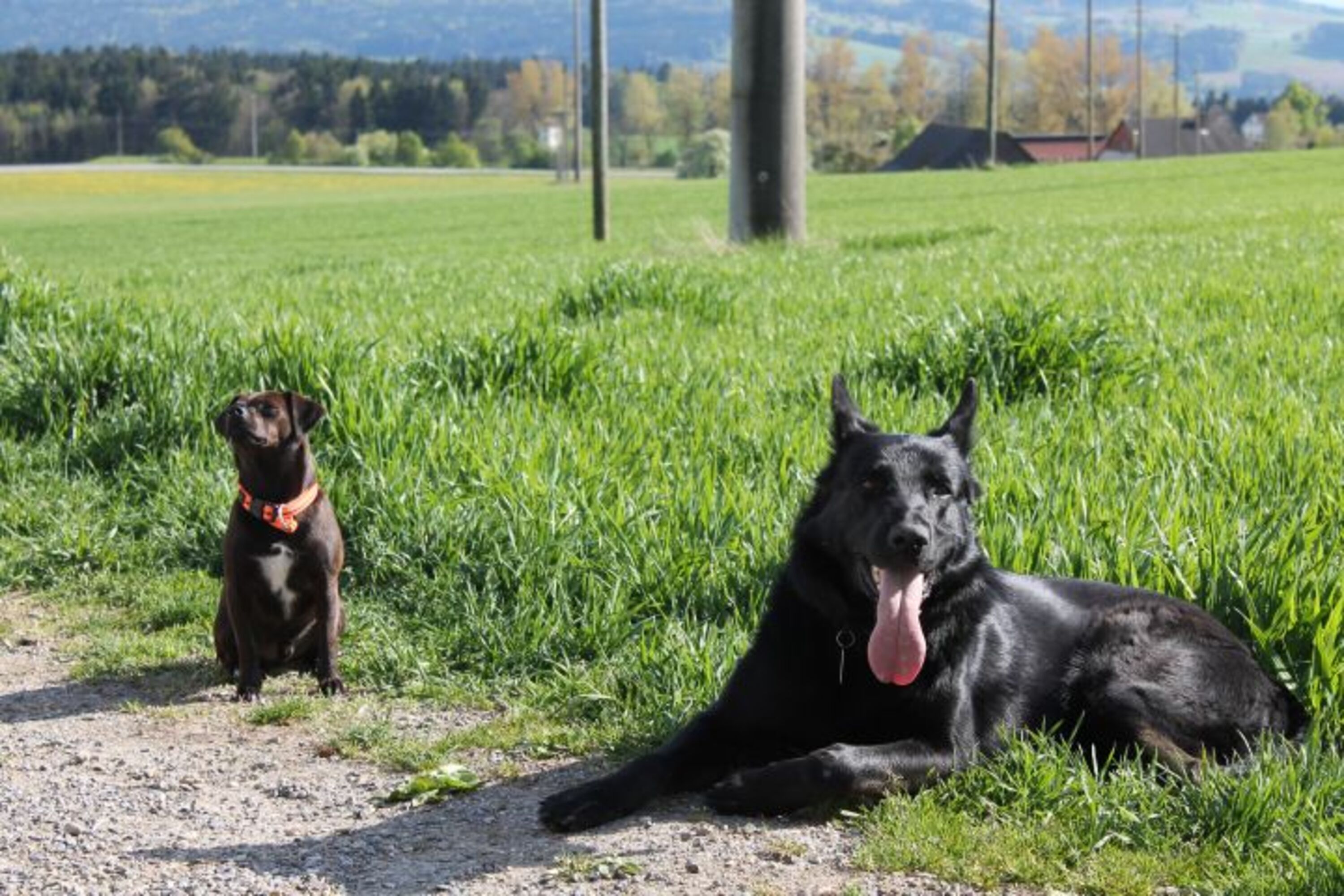 Hundefreundlich