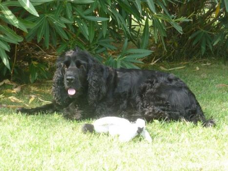 schattiges Plätzchen im Garten
