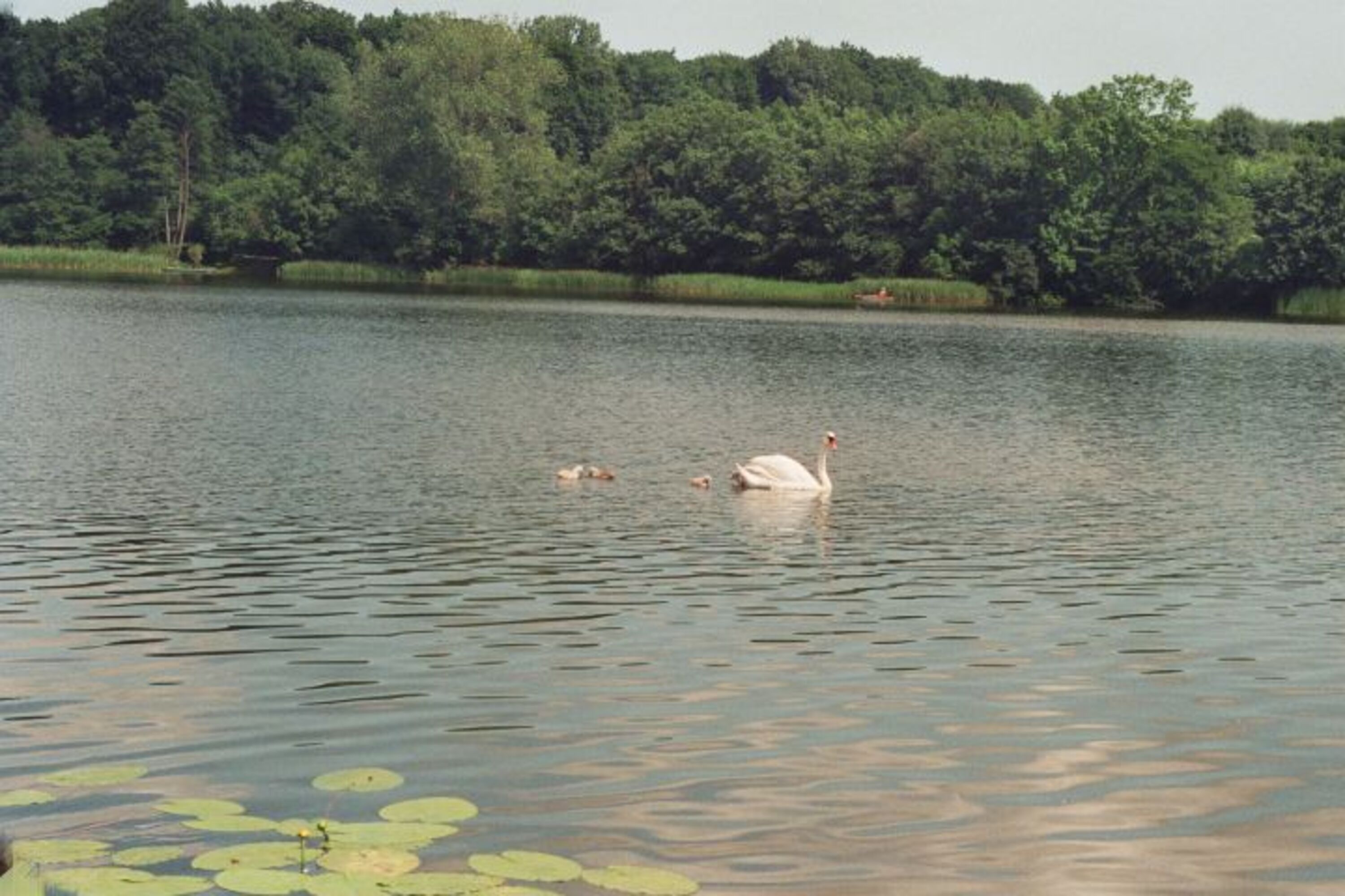 Blick auf den See