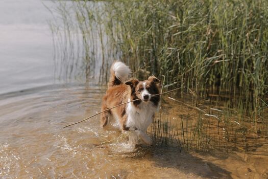 Ein Paradies auch für Ihre Fellnase 