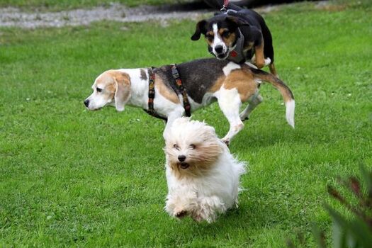 manchmal geht es drunter und drüber