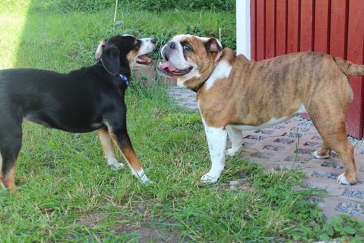 Hunde sind herzlich willkommen! Wer bist du denn?