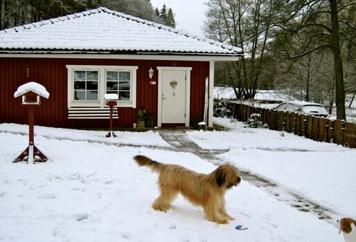 Gasthunde dürfen das gesamte, eingezäunte Grundstück erkunden!