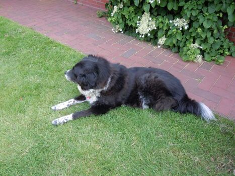 Auch Ihr Hund ist willkommen !