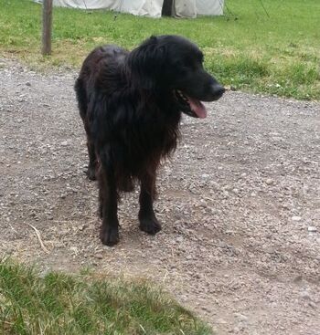 beim Gassi gehen, viel Auslauf für Hunde