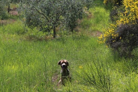 Unsere Umgebung - perfekt für Hunde