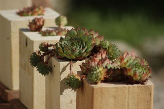 Liebevoll gepflegter Garten