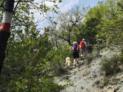 Wandern mit dem Hund 