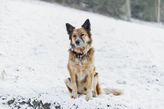 Hund Winter