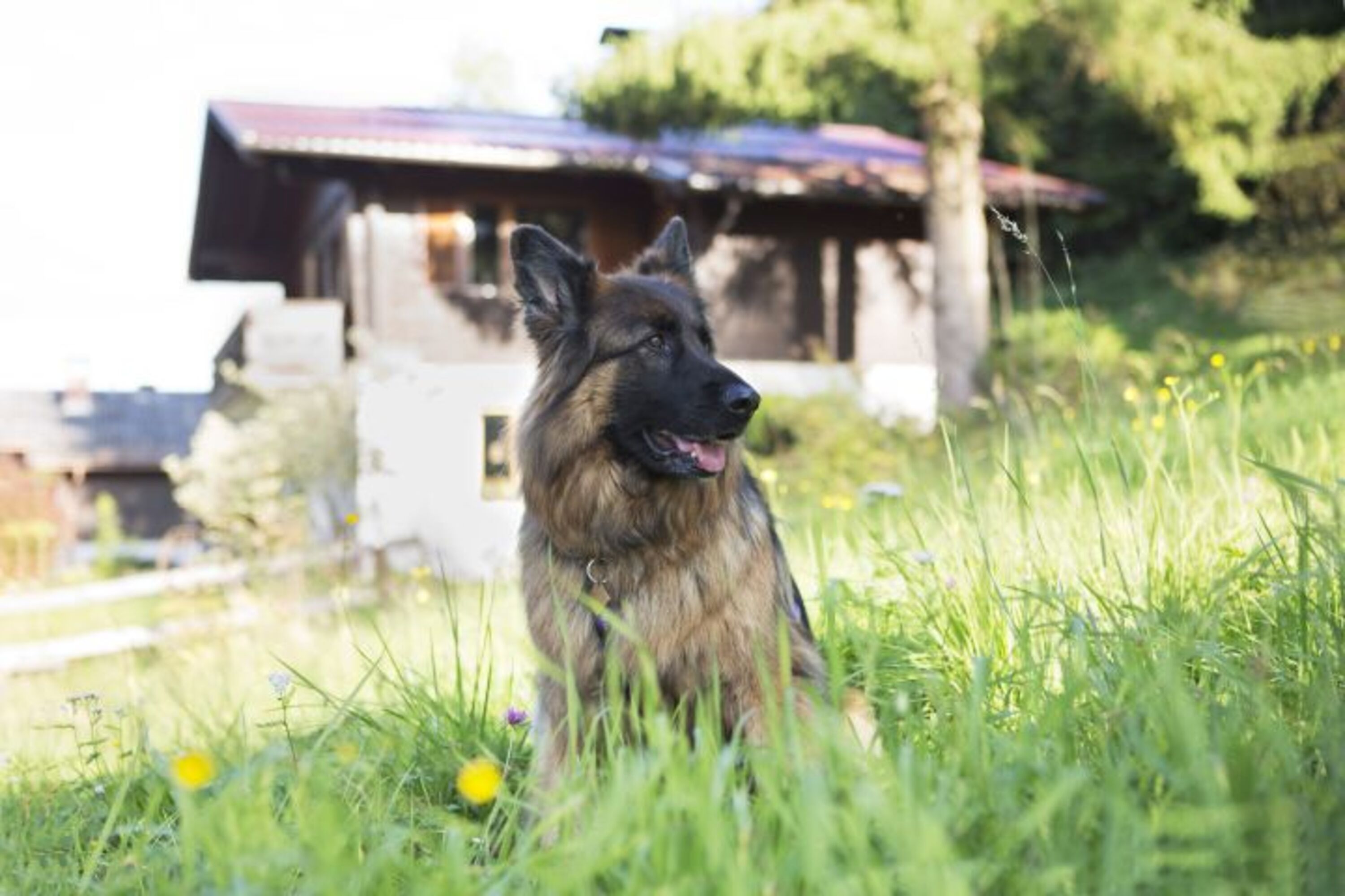 Hund im Garten