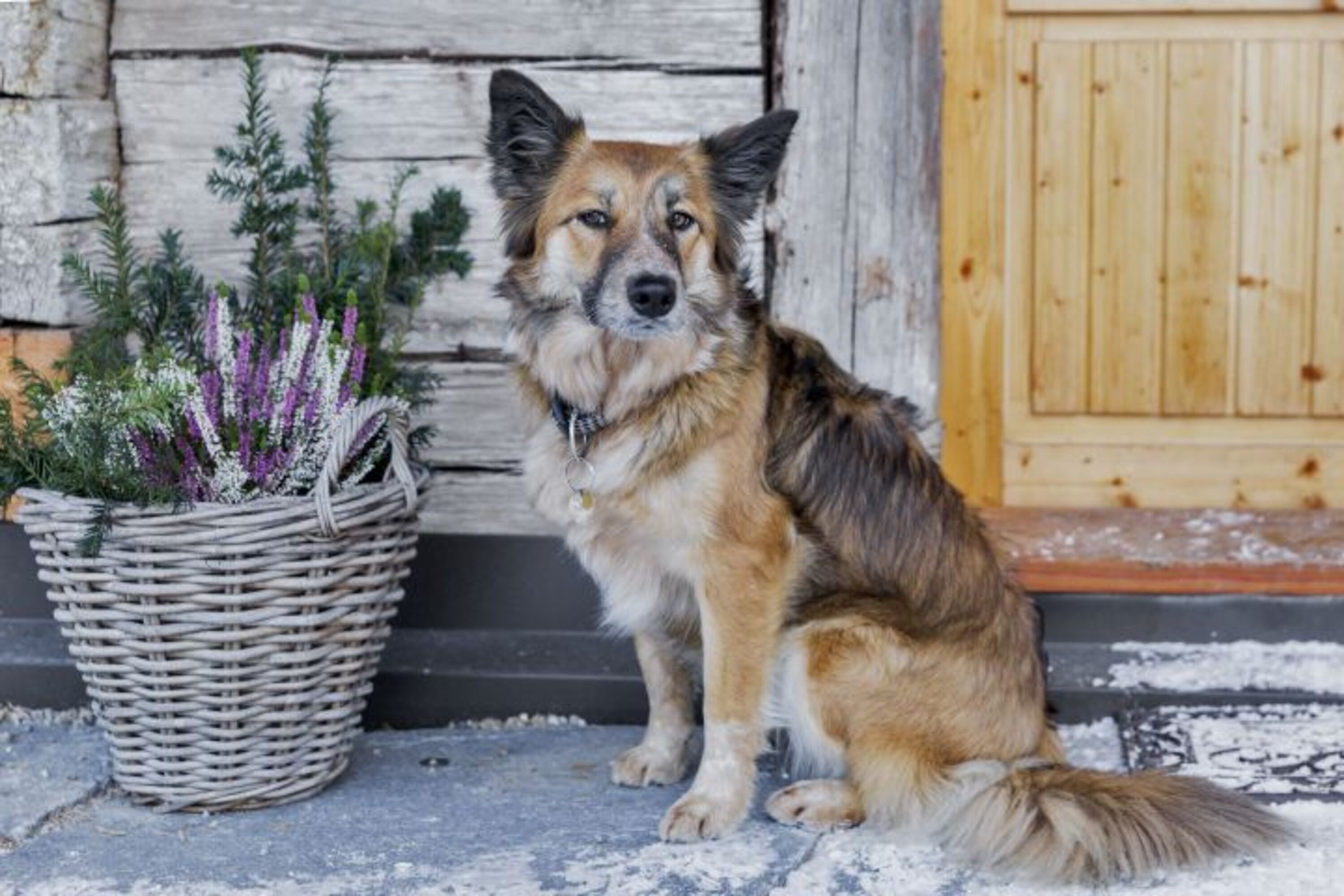 Hund