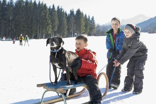 Rodelspaß mit Hund