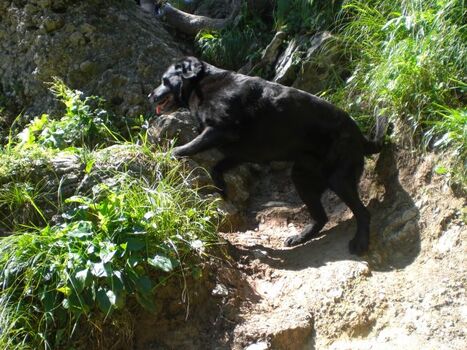 Kora beim Klettern am Hochgrat