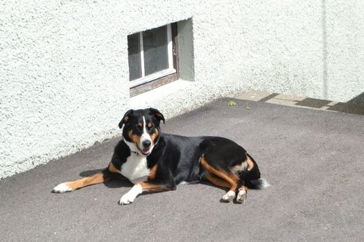 BRK Rettungshund Paula 9 Jahre