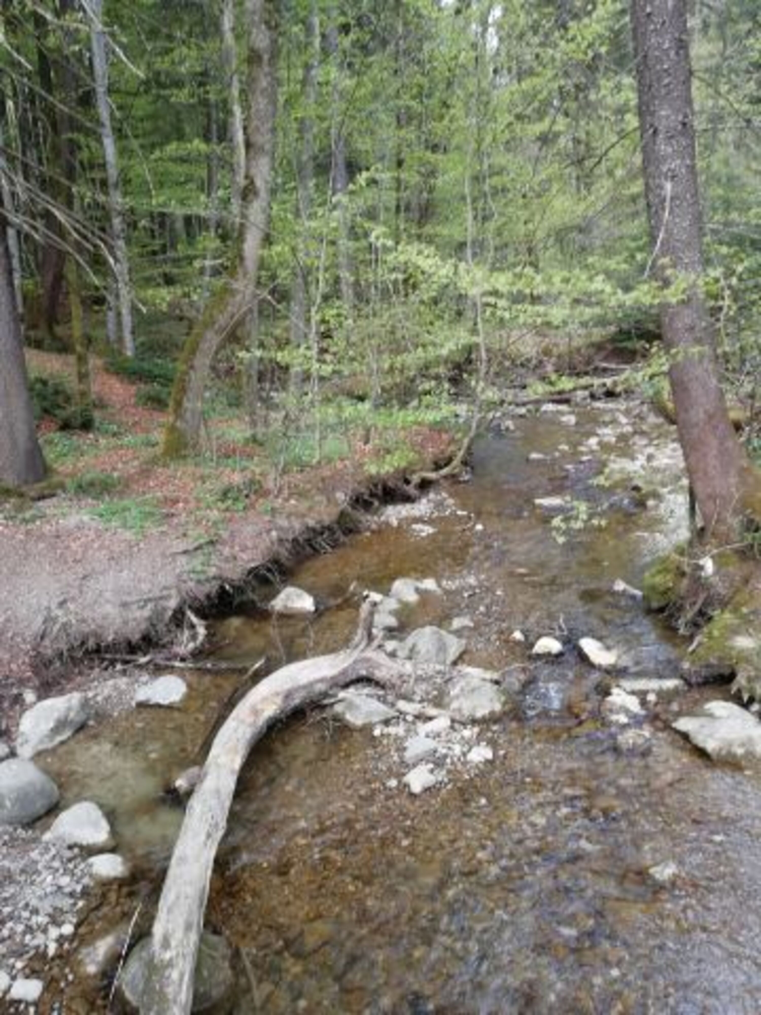 unser Hausbach 150m entfernt
