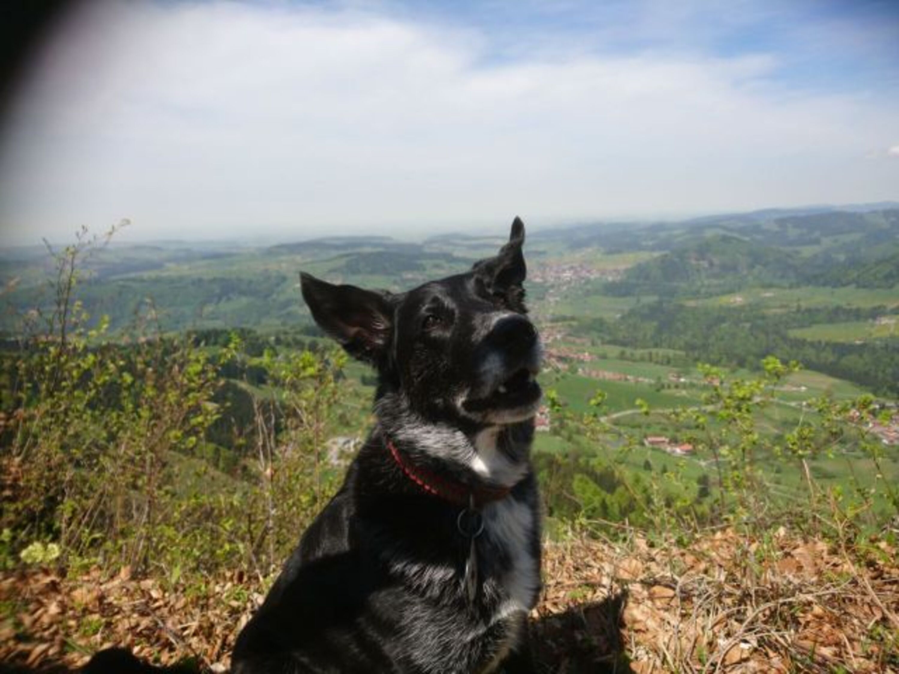 BRK Rettungshund Mika 8 Jahre