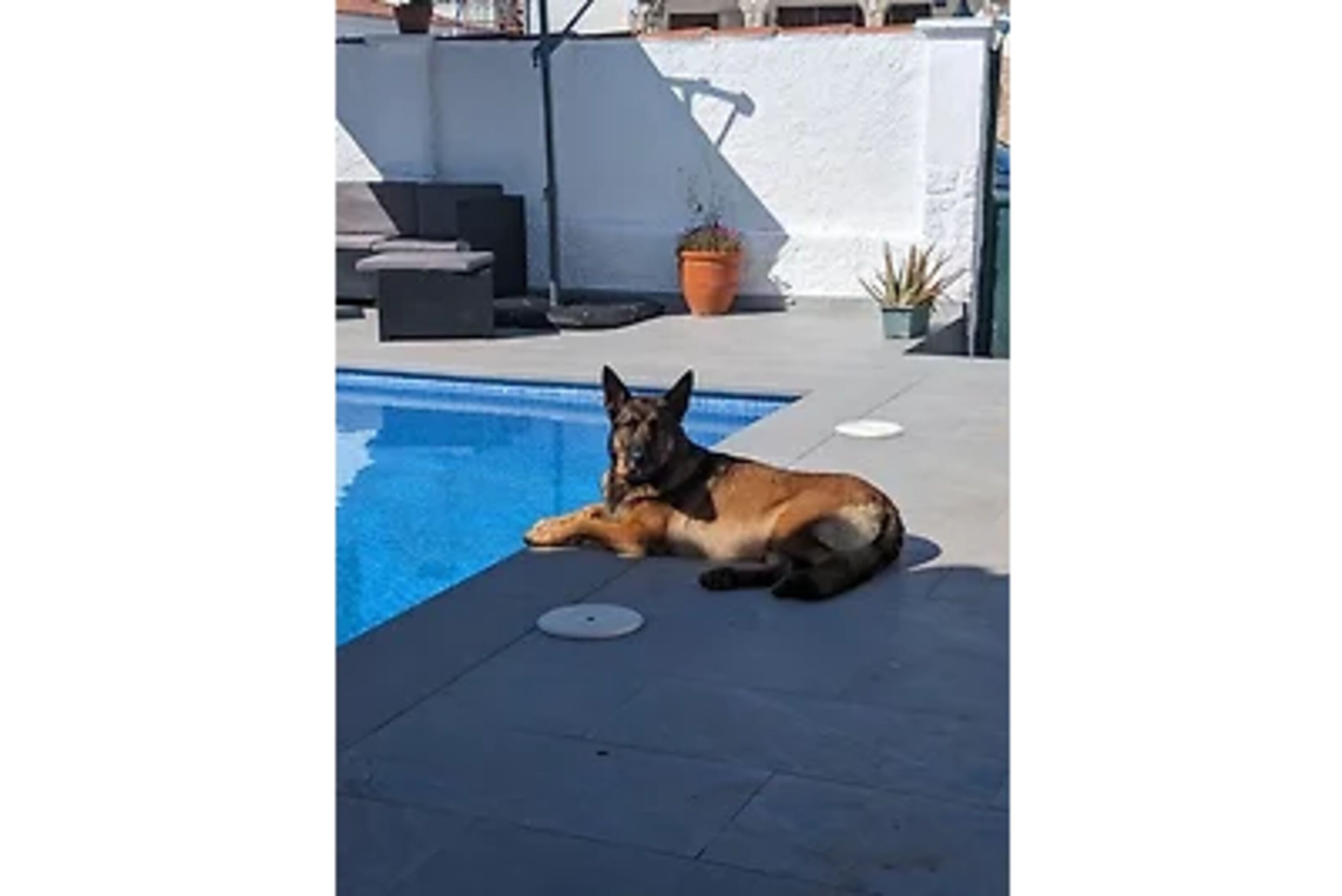 Rusty , der Bewacher vom Pool